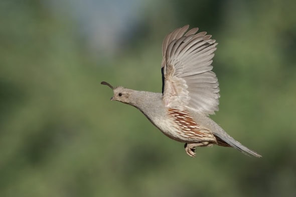 Gambel's Quail Female