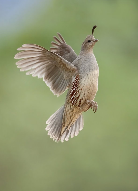 Gambel's Quail Female