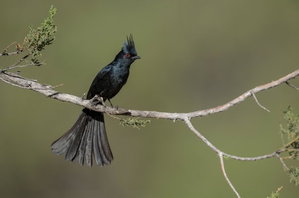 Phainopepla Male on Redberry Juniper