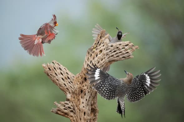 Pyrrhuloxia, Gila Woodpecker & Gambel's Quail