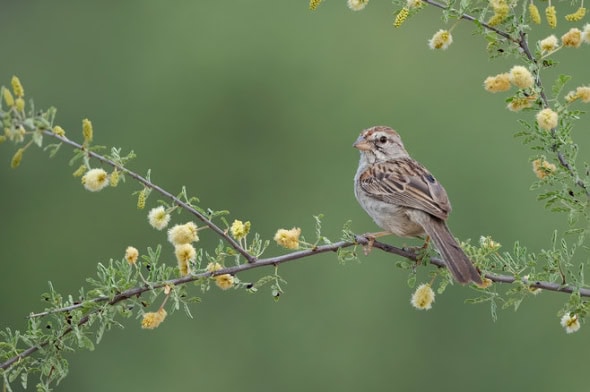 Rufous-winged Sparrow on Catclaw Acadia