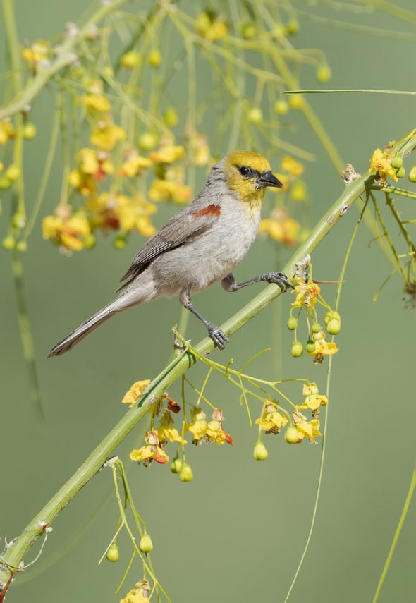 Verdin Male on Palo Verde