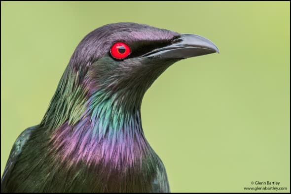 Metallic Starling