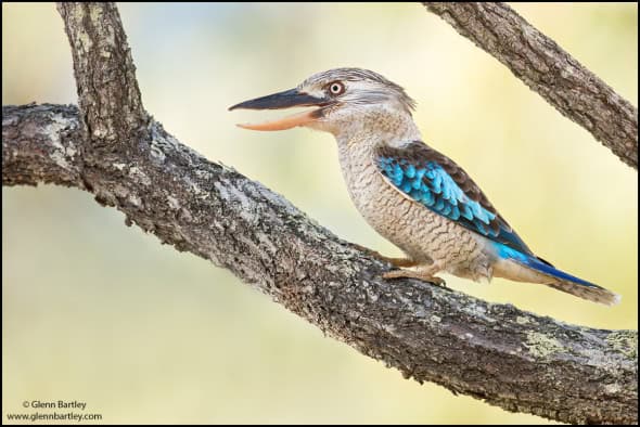 Blue-winged Kookaburra