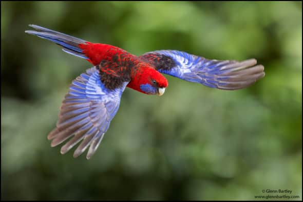 Crimson Rosella