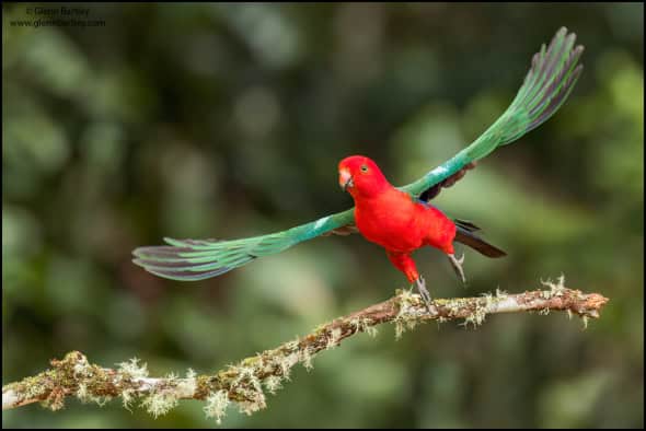 Australian King Parrot