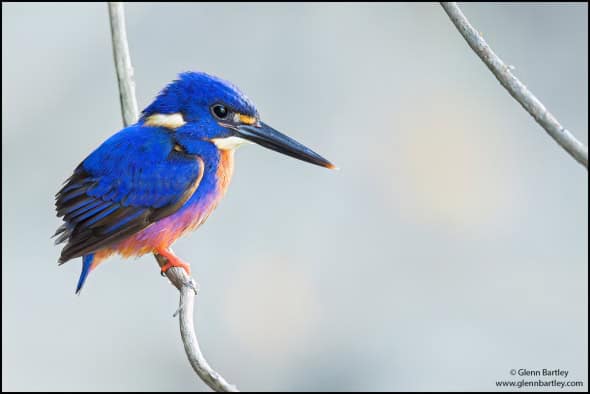 Azure Kingfisher