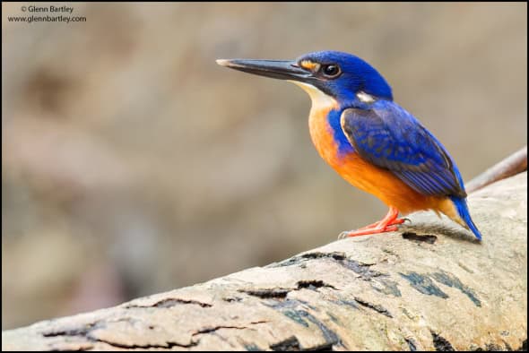 Azure Kingfisher