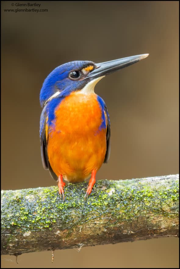 Azure Kingfisher