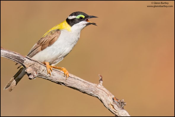 Black-chinned Honeyeater