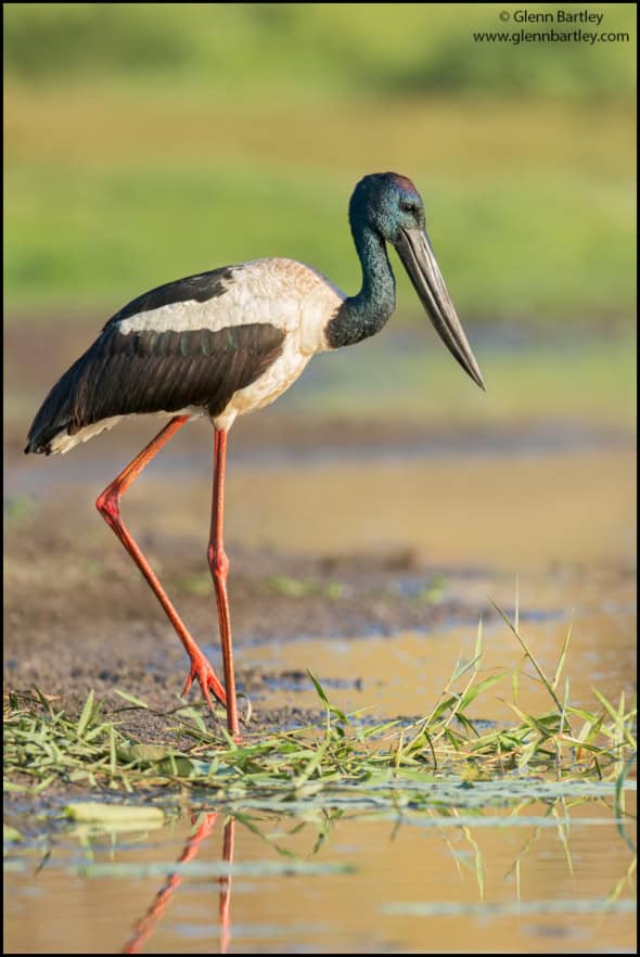 Black-necked Stork