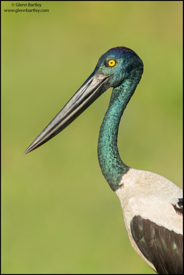 Black-necked Stork