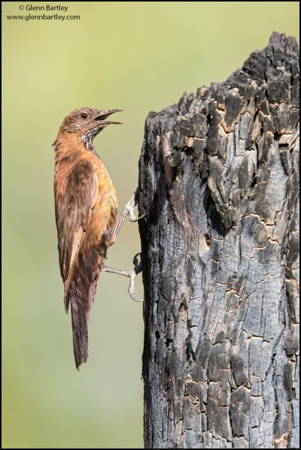 Black-tailed Treecreeper