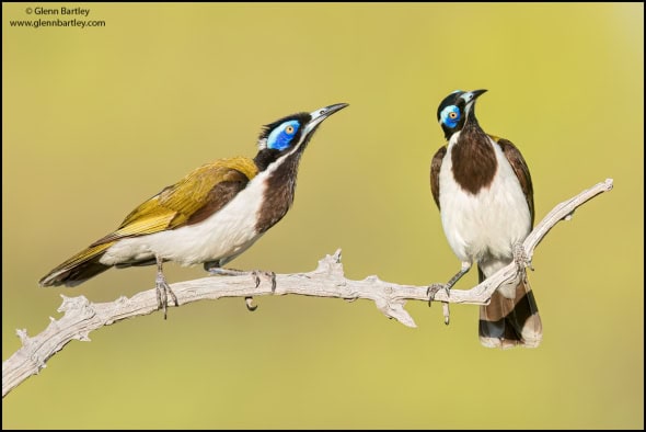 Blue-faced Honeyeater