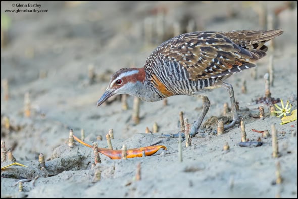 Buff-banded Rail 