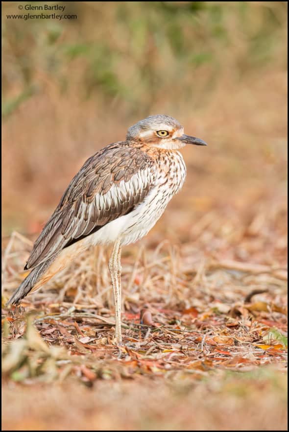 Bush Thick Knee