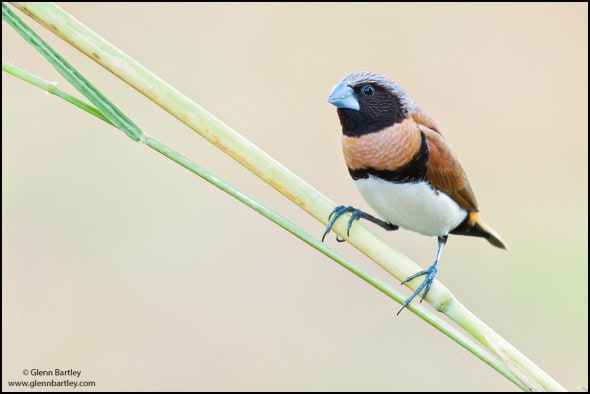 Chestnut-breasted Manakin