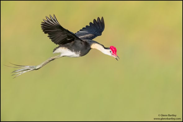 Comb-crested Jacana