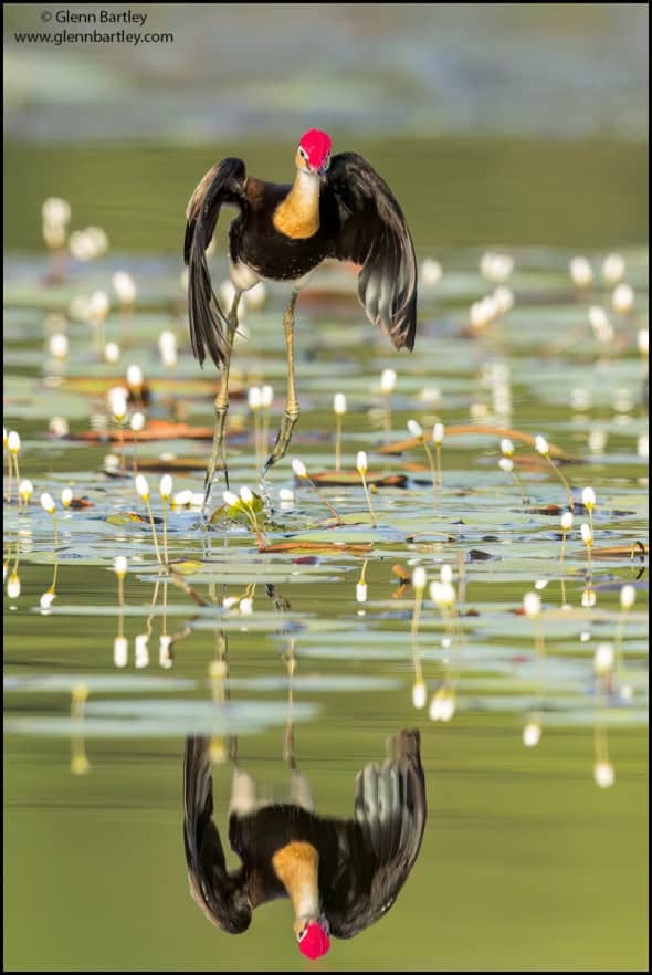 Comb-crested Jacana