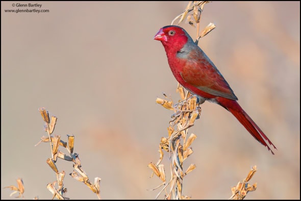 Crimson Finch