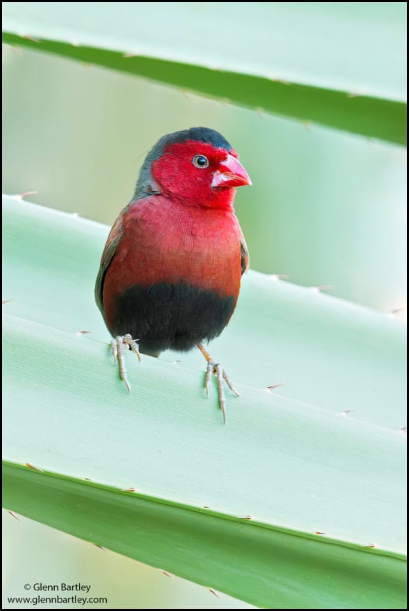 Crimson Finch