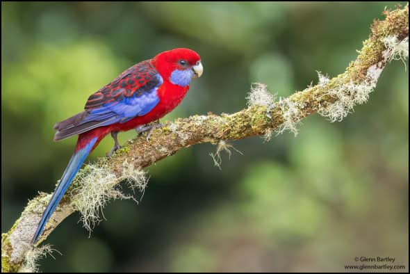 Crimson Rosella