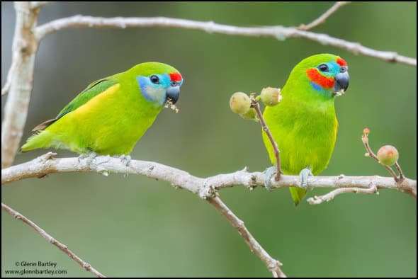 Double-eyed Fig Parrot