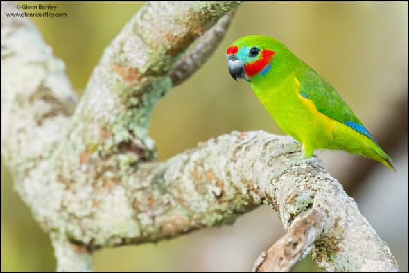 Double-eyed Fig Parrot