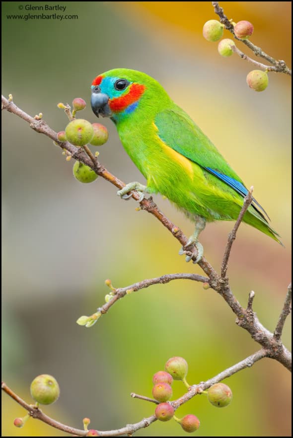 Double-eyed Fig Parrot