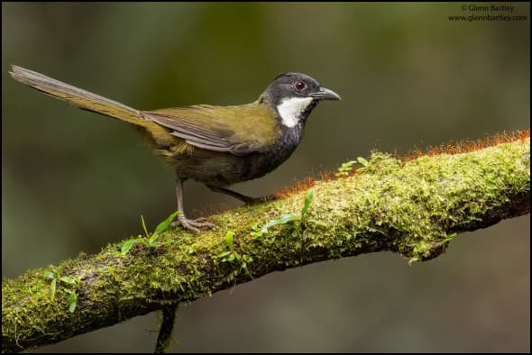 Eastern Whipbird