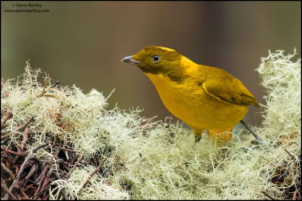 Golden Bowerbird