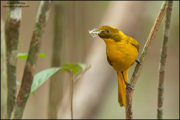 Golden Bowerbird