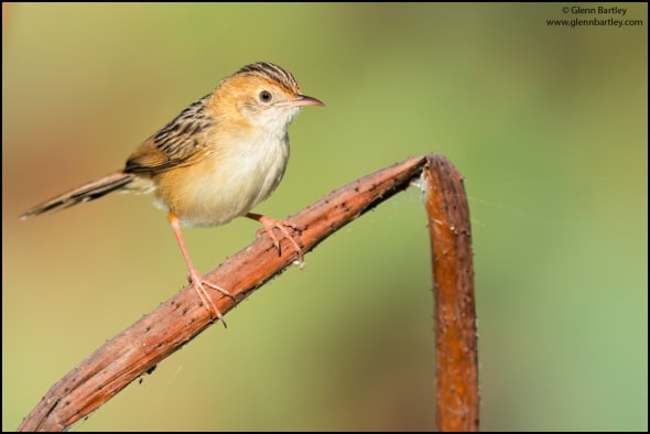 Golden-headed Cisticola