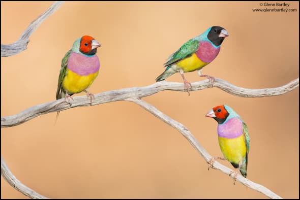 Gouldian Finch