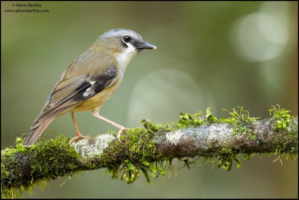 Gray-headed Robin