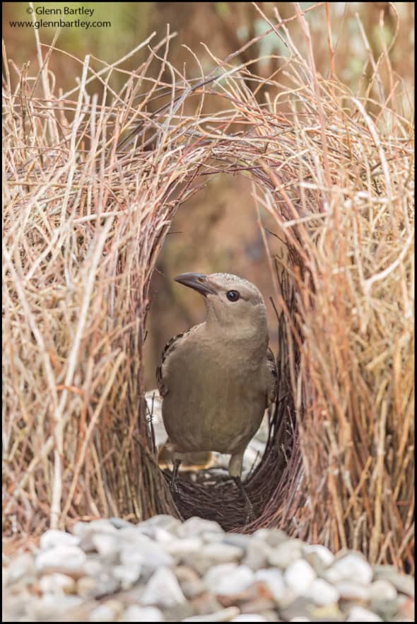 Great Bowerbird