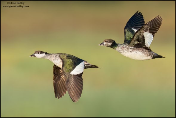 Green Pygmy Goose