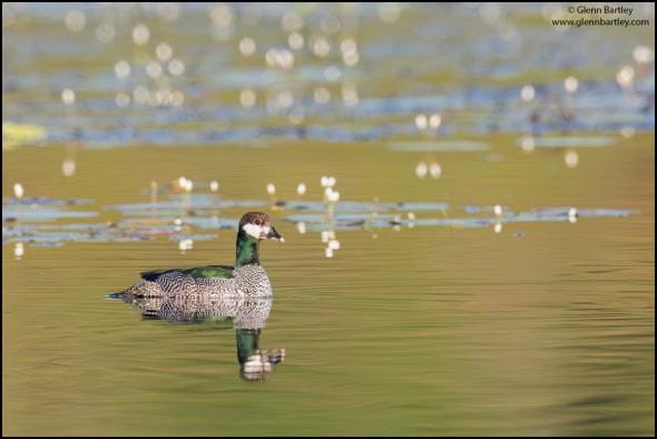 Green Pygmy Goose