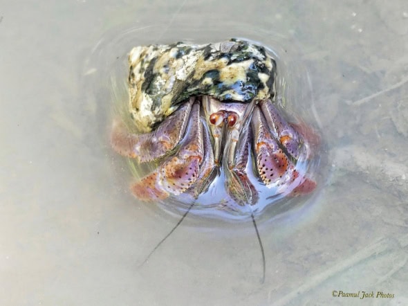 Morning Bath in a Rain-puddle - Hermit Crab.