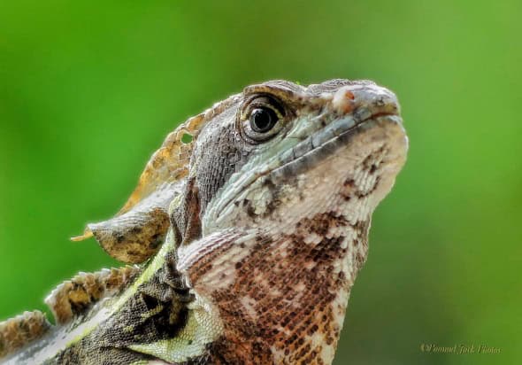 Scared Basilisks