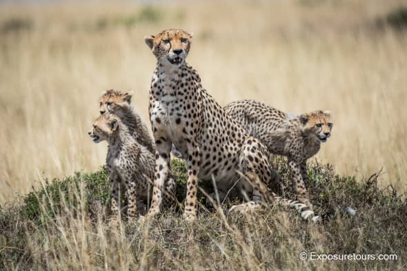 Cheetah Mum with Cubs