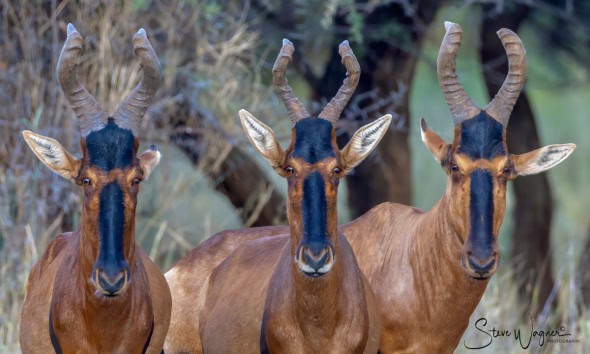 Hartebeest’s