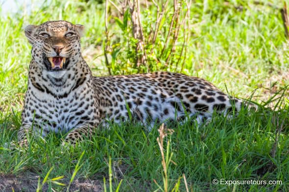 Snarling Leopard