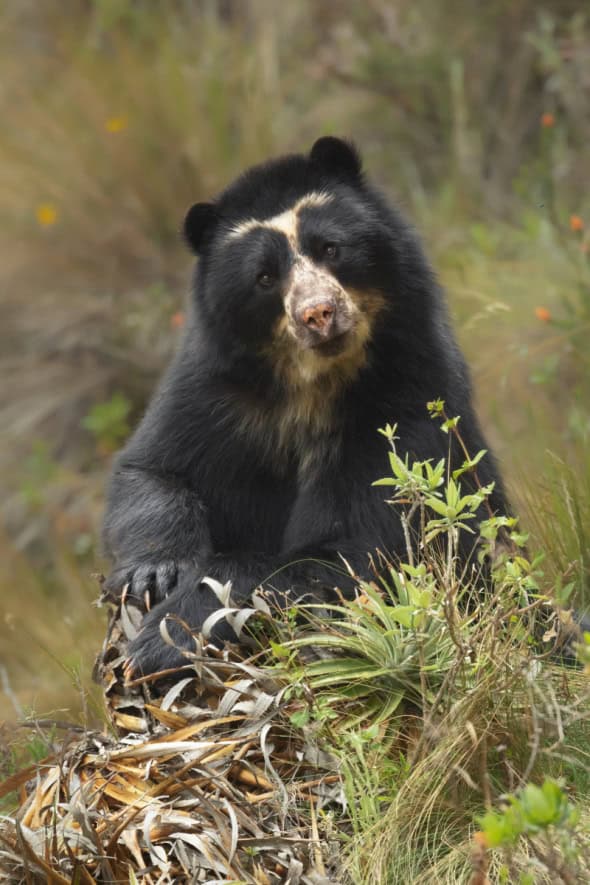 Spectacled Bear (Tremarctos Ornatus)