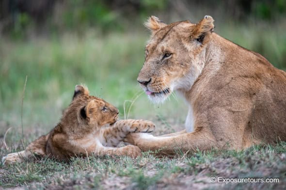 Hi Mum - Lioness with Cub