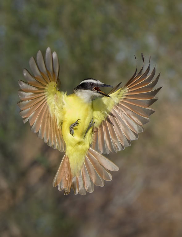 A Large Flycatcher, the Great Kiskadee