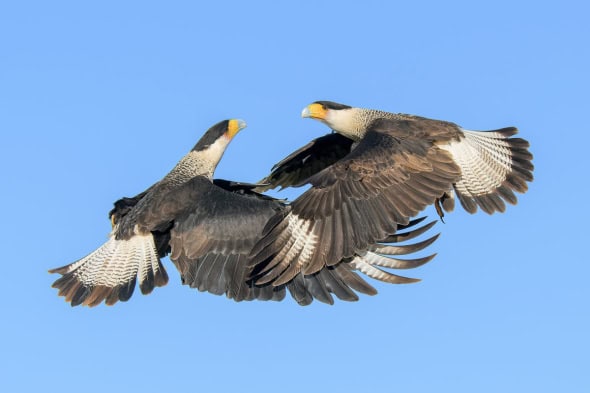 A Pair of Adult Caracaras in a Mid Air Battle