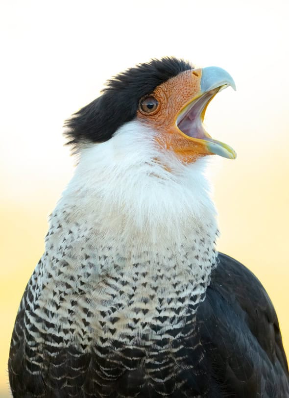 Adult Caracara