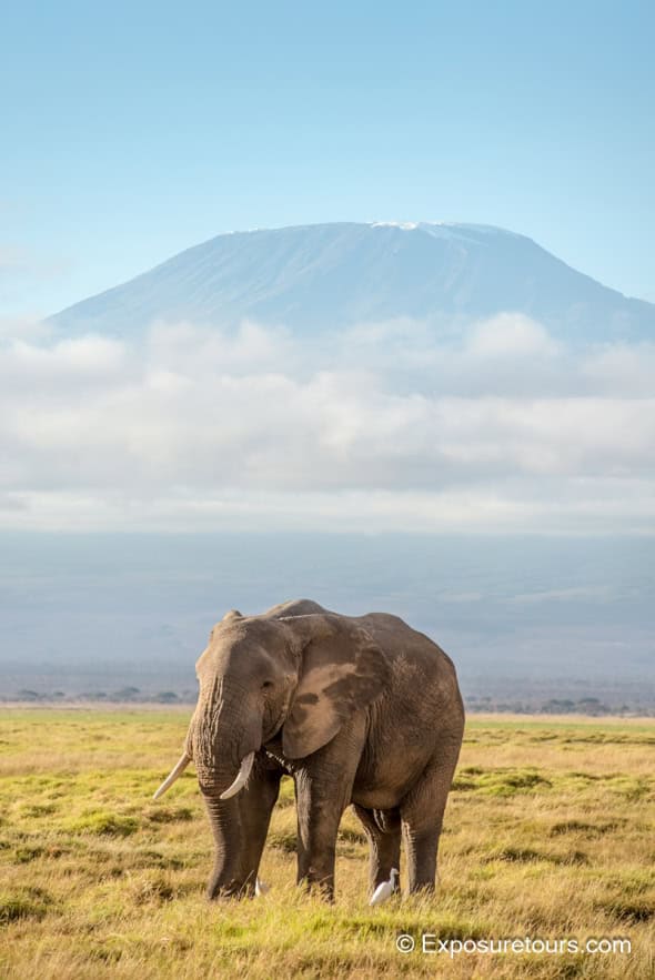 Elephant and M. Kilimanjaro