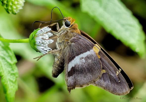 Alguna Skipper Butterfly